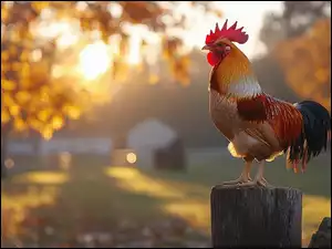 Pniak, Grafika, Kogut, Ptak, Zachód słońca