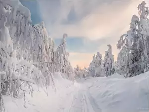 Drzewa, Droga, Zima, Las, Ośnieżone