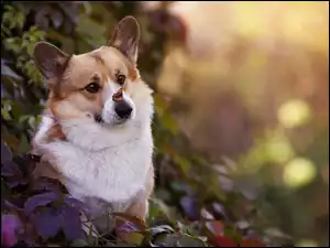 Pies, Rudo-biały, Motyl, Liście, Welsh corgi pembroke, Fioletowe