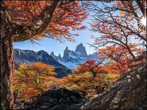 Drzewa, Argentyna, Góry, Jesień, Patagonia, Fitz Roy, Promienie słońca, Park Narodowy Los Glaciares