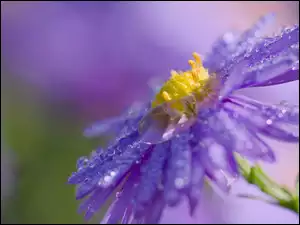 Aster, Makro, Kwiat, Fioletowy, Krople