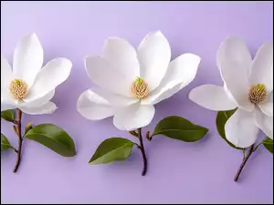 Kwiaty, Listki, Białe, Trzy, Magnolie