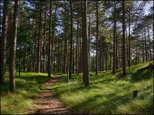 Trawa, Ścieżka, Las, Drzewa