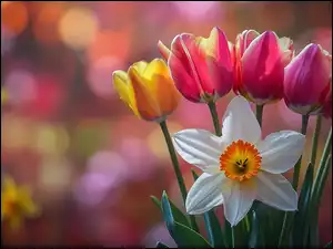 Grafika, Kwiaty, Tulipany, Narcyz