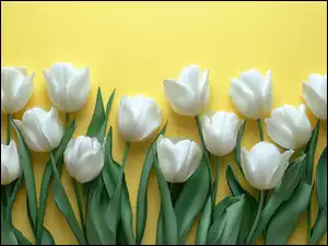 Tło, Białe, Tulipany, Żółte