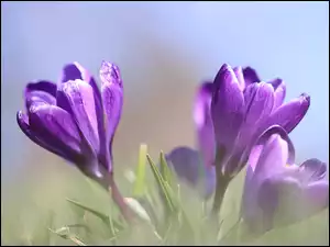 Fioletowe, Rozświetlone, Kwiaty, Krokusy