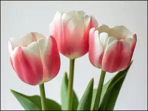 Tulipany, Trzy, Różowo-białe