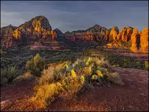 Kaktusy, Stany Zjednoczone, Góry, Rośliny, Arizona, Skały, Wschód słońca, Sedona