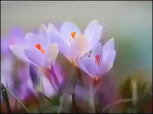 Kwiaty, Trzy, Fioletowe, Krokusy
