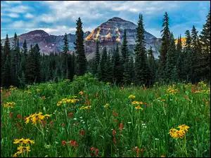Chmury, Kolorado, Góry, Kwiaty, Drzewa, San Juan Mountains, Hesperus Peak, Stany Zjednoczone, Łąka