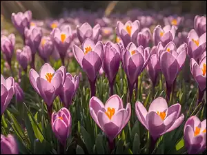 Krokusy, Grafika, Rozkwitające, Fioletowe, Kwiaty