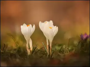 Kwiaty, Biale, Krokusy