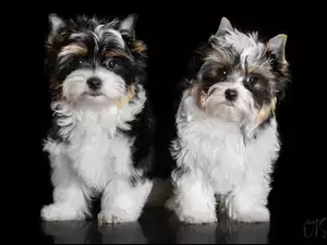 Yorkshire terrier biewer, Tło, Psy, Dwa, Czarne