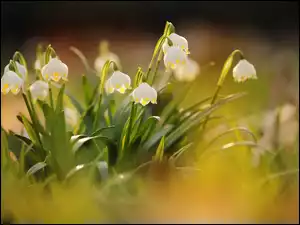 Kwiaty, Kępka, Śnieżyce, Białe