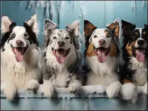 Psy, Cztery, Jęzory, Śnieg, Border collie, Zmarznięty