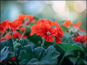 Listki, Czerwone, Kwiaty, Pelargonia