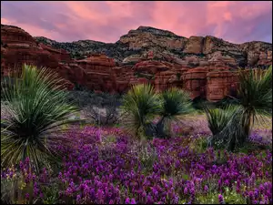 Góry, Juki, Kwiaty, Skały, Arizona, Stany Zjednoczone, Bear Mountain, Sedona, Niebo, Zachód słońca