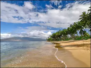 Palmy na brzegu morza na wyspie Maui