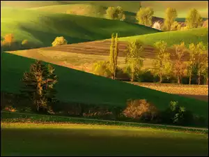 Łąki, Pola, Drzewa, Wiosna