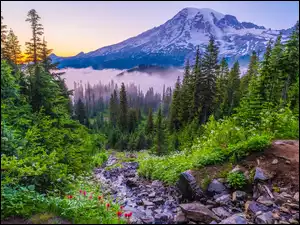 Waszyngton, Park Narodowy Mount Rainier, Drzewa, Stany Zjednoczone, Mgła, Mount Rainier, Góra