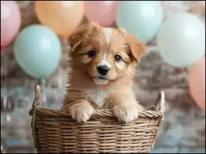 Koszyk, Balony, Pies, Szczeniak, Kolorowe