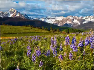Mount Sneffels, Łąka, Drzewa, Kwiaty, Kolorado, Zieleń, Góry, Stany Zjednoczone, Łubin, San Juan Mountains, Chmury