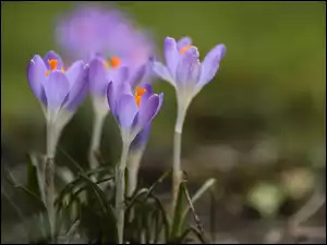 Rozkwitające, Fioletowe, Krokusy, Kwiaty