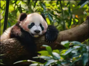 Liście, Grafika, Panda, Śpiąca, Konar