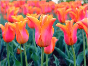 Pąki, Kwiaty, Pomarańczowe, Tulipany