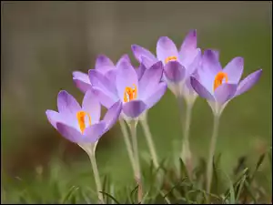 Kwiaty, Fioletowe, Krokusy, Rozkwitające