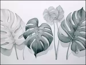 Grafika, Monstera, Liście