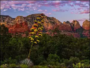 Arizona, Sedona, Agawa amerykańska, Stany Zjednoczone, Drzewa, Oak Creek Canyon, Góry