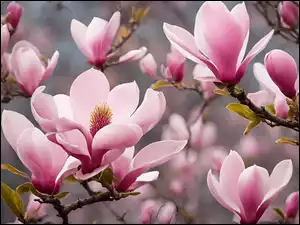 Kwiaty, Magnolia, Jasnoróżowe, Gałązki, Listki