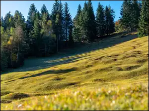 Zbocze, Łąka, Drzewa, Trawa