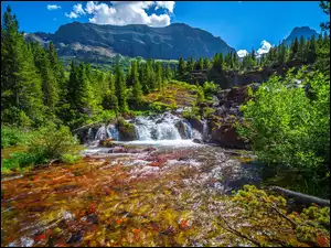 Drzewa, Park Narodowy Glacier, Kamienie, Montana, Góry, Las, Stany Zjednoczone, Rzeka