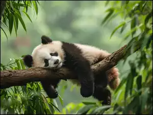 Młoda, Panda, Grafika, Śpiąca, Liście, Konar, Drzewo