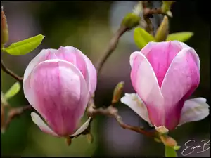 Różowe, Listki, Gałązka, Magnolia, Kwiaty