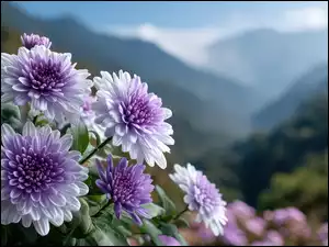 Grafika, Chryzantemy, Fioletowe, Kwiaty