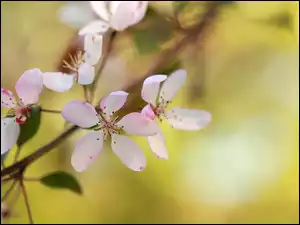 Kwiaty, Jabłoń, Różowe, Gałązka, Drzewo owocowe