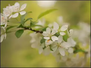 Kwiaty, Drzewo owocowe, Białe, Jabłoń, Gałązka