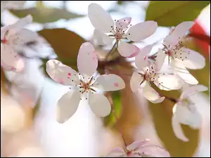 Jabłoń, Różowo-białe, Kwiaty, Drzewo owocowe