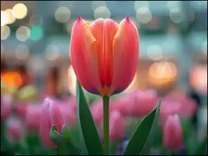 Bokeh, Żółto-czerwony, Tulipan, Zbliżenie