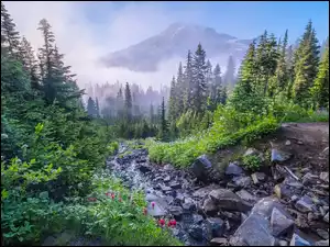 Kwiaty, Waszyngton, Kamienie, Mgła, Drzewa, Park Narodowy Mount Rainier, Góra, Stany Zjednoczone, Mount Rainier