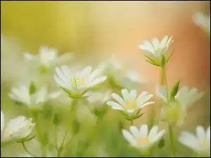 Kwiaty, Rogownica polna, Białe