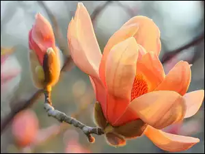Gałązka, Magnolia, Kwiat, Pąk