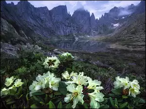 Rododendron, Góry, Żółte, Chmury, Skały, Azalie, Jezioro, Kwiaty