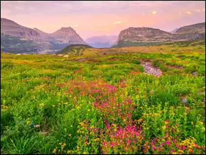 Montana, Park Narodowy Glacier, Polne, Stany Zjednoczone, Kwiaty, Łąka, Góry