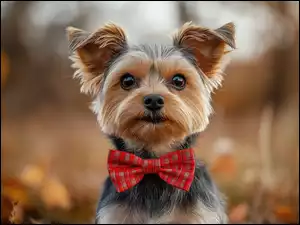 Muszka, Yorkshire terrier, Pies, Czerwona