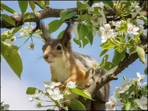 Kwiaty, Wiewiórka, Drzewo owocowe, Gałąź