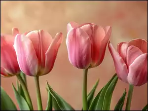 Listki, Cztery, Różowe, Tulipany